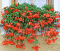 Begonia zwisająca F1 'Illumination Orange', kaskady pomarańczowo-czerwonych, pełnych kwiatów