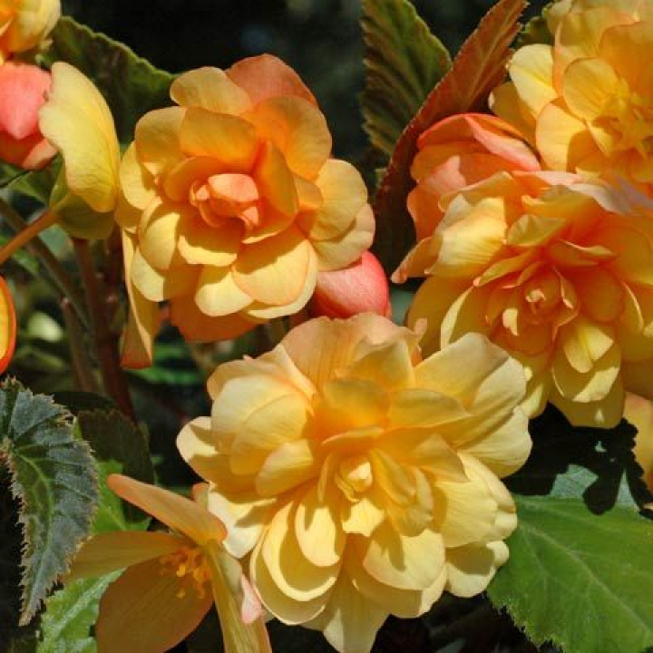 Begonia zwisająca F1 Illumination Abrikosowa, świecąco morelowe, zwisające kwiaty