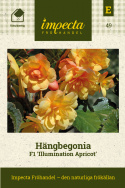 Begonia zwisająca F1 Illumination Abrikosowa, świecąco morelowe, zwisające kwiaty