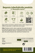 Begonia zwisająca F1 Illumination Abrikosowa, świecąco morelowe, zwisające kwiaty