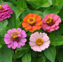 zinnia ''Thumbelina'' Łatwa w uprawie roślina jednoroczna o pięknych, żywych kolorach. Bardzo niska