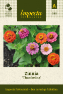 zinnia ''Thumbelina'' Łatwa w uprawie roślina jednoroczna o pięknych, żywych kolorach. Bardzo niska