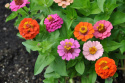 zinnia ''Thumbelina'' Łatwa w uprawie roślina jednoroczna o pięknych, żywych kolorach. Bardzo niska