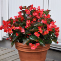 Begonia 'Big Red with Green Leaf', ciemnozielone liście przypominające leśną zieleń i czerwone kwiaty.