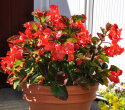 Begonia 'Big Red with Green Leaf', ciemnozielone liście przypominające leśną zieleń i czerwone kwiaty.