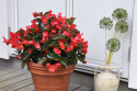 Begonia 'Big Red with Green Leaf', ciemnozielone liście przypominające leśną zieleń i czerwone kwiaty.
