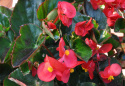 Begonia 'Big Red with Green Leaf', ciemnozielone liście przypominające leśną zieleń i czerwone kwiaty.