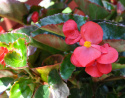 Begonia 'Big Red with Green Leaf', ciemnozielone liście przypominające leśną zieleń i czerwone kwiaty.