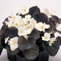 Begonia letnia F1 Nightlife', odmiana śnieżnobiała z zielono-brązowymi liśćmi