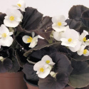 Begonia letnia F1 Nightlife', odmiana śnieżnobiała z zielono-brązowymi liśćmi
