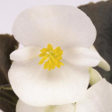 Begonia letnia F1 Nightlife', odmiana śnieżnobiała z zielono-brązowymi liśćmi