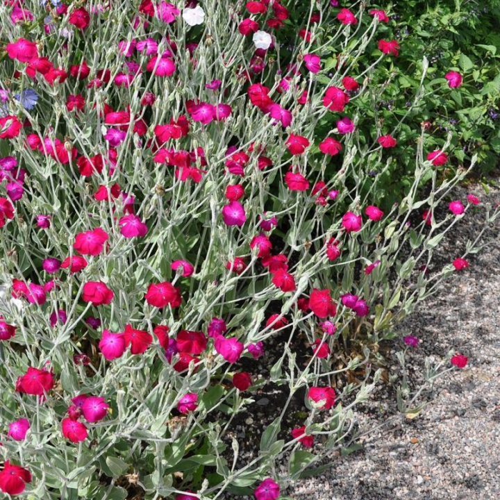 Purpurowy 'Astrosanguinea', purpurowoczerwone, pojedyncze kwiaty przypominające goździki