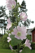 Węgierska malwa, rzadki gatunek z jasnoróżowymi kwiatami na wysokich kłosach
