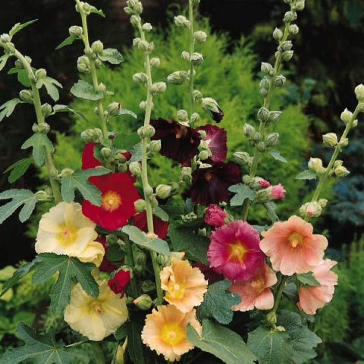 Wieloletnia malwa, prostokwiatowa z dużymi kwiatami w kolorze czerwonym, żółtym i różowym.