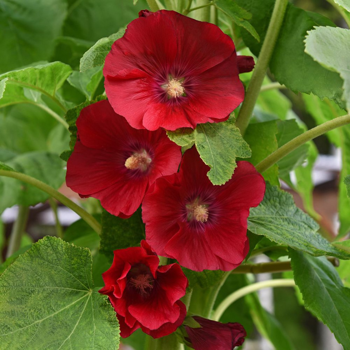 Malwa 'Spotlight Mars Magic', głęboko aksamitnoczerwone kwiaty