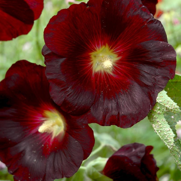 Czarna malwa 'Nigra', unikalny purpurowo-czarny odcień. Duże pojedyncze kwiaty z żółtym środkiem