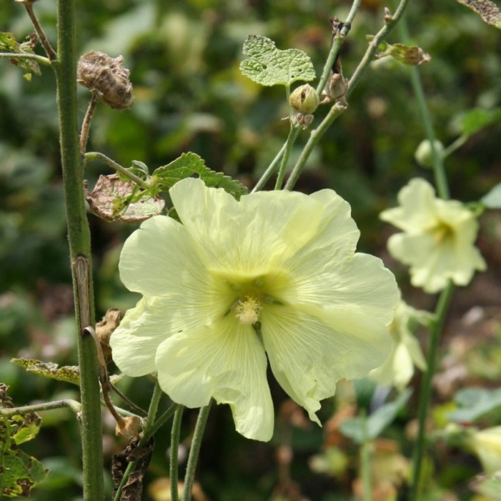 Żółta malwa, Rzadki gatunek o słonecznie żółtych, pojedynczych olbrzymich kwiatach. Krzaczasty pokrój.