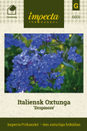 Włoski Oxtunga 'Dropmore', mnóstwo kwiatów w jasnoniebieskim kolorze, ciemne liście