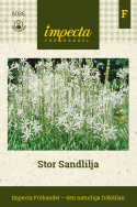Wielka piaskowica, z białymi, hiacyntopodobnymi kwiatami i białymi wąskimi liśćmi