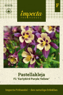 Pastelowa orlica F1 ''Earlybird Purple Yellow'', purpurowofioletowe i żółte kwiaty.