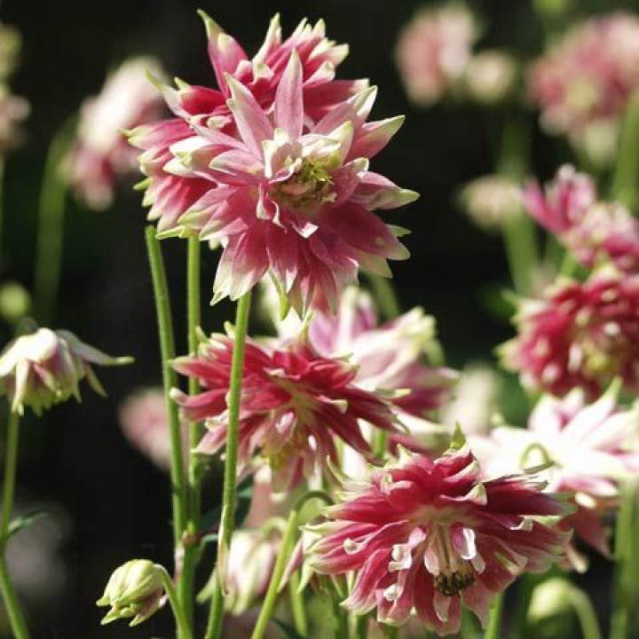 Akleja 'Nora Barlow' to niezwykła stara odmiana o pełnych kwiatach.