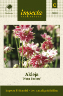 Akleja 'Nora Barlow' to niezwykła stara odmiana o pełnych kwiatach.
