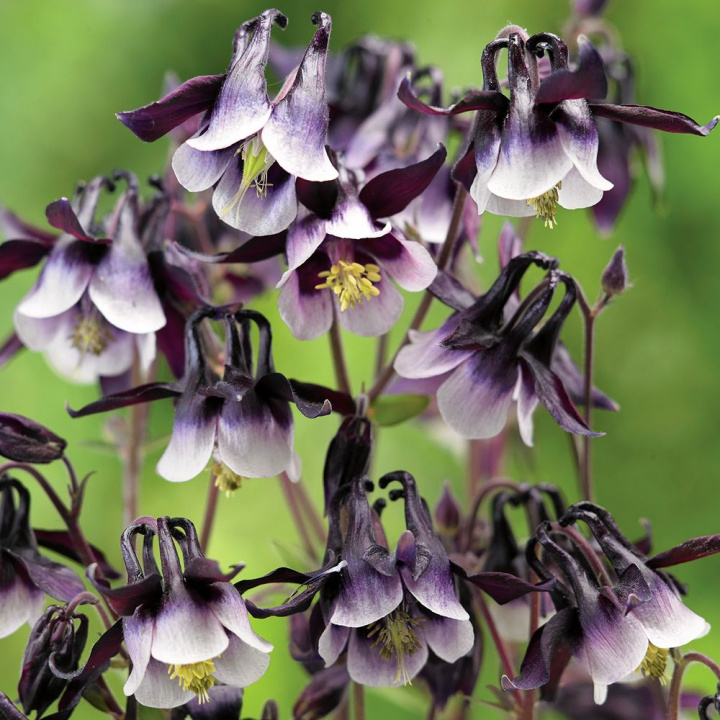 Akleja 'William Guinness' ma spektakularne, purpurowo-czarne kwiaty.