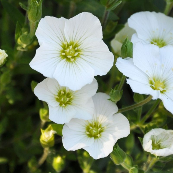 Bergenia Odporna, rozprzestrzeniająca się bylina z pięknymi, białymi gwiaździstymi kwiatami