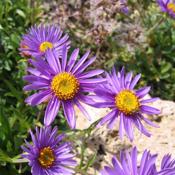 Alpaster Jasnoniebieskie, Jak małe margaretki w miniaturze, niebieskofioletowe z żółtym środkiem.