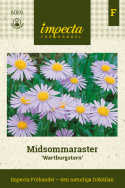 Midsommaraster Wartburgstern, wieloletnia aster. Lawendowoniebieskie liście i żółte środki