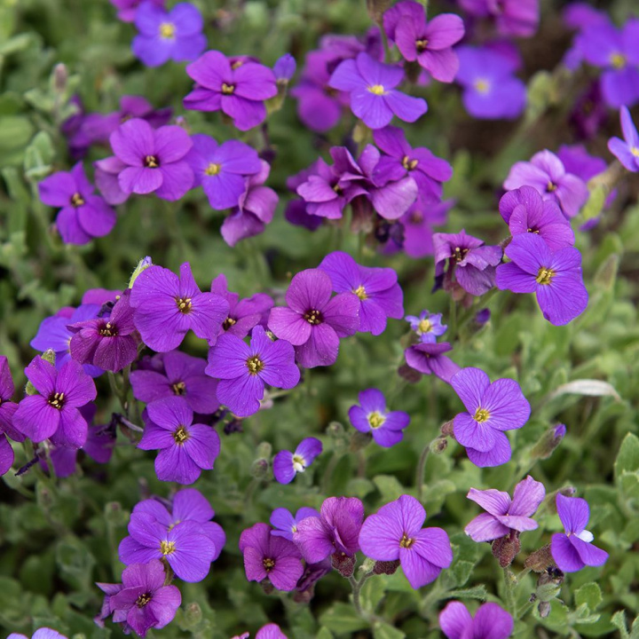 Aubrietia ''Whitewell Gem'' gęste kępy z mnóstwem purpurowo-fioletowych kwiatów