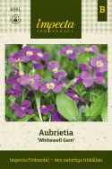 Aubrietia ''Whitewell Gem'' gęste kępy z mnóstwem purpurowo-fioletowych kwiatów