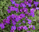 Aubrietia ''Whitewell Gem'' gęste kępy z mnóstwem purpurowo-fioletowych kwiatów