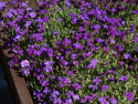 Aubrietia ''Whitewell Gem'' gęste kępy z mnóstwem purpurowo-fioletowych kwiatów