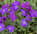 Aubrietia ''Whitewell Gem'' gęste kępy z mnóstwem purpurowo-fioletowych kwiatów