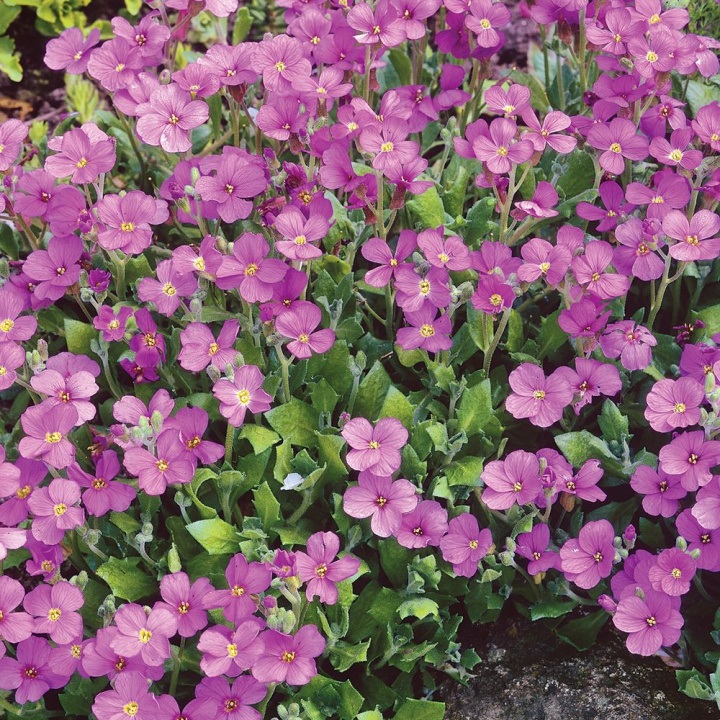 Aubrietia Leichtlinii, bardziej obficie kwitnąca odmiana o kontrastowym, karminoworóżowym kolorze