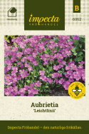 Aubrietia Leichtlinii, bardziej obficie kwitnąca odmiana o kontrastowym, karminoworóżowym kolorze