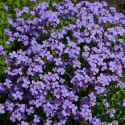 Aubrietia 'Cascade Blue', duże, gęste kępy. Kwiaty są duże i intensywnie niebieskie