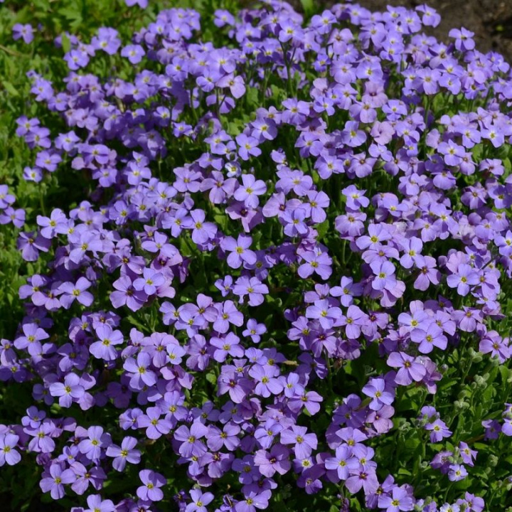 Aubrietia 'Cascade Blue', duże, gęste kępy. Kwiaty są duże i intensywnie niebieskie