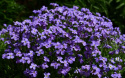 Aubrietia 'Cascade Blue', duże, gęste kępy. Kwiaty są duże i intensywnie niebieskie