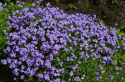 Aubrietia 'Cascade Blue', duże, gęste kępy. Kwiaty są duże i intensywnie niebieskie