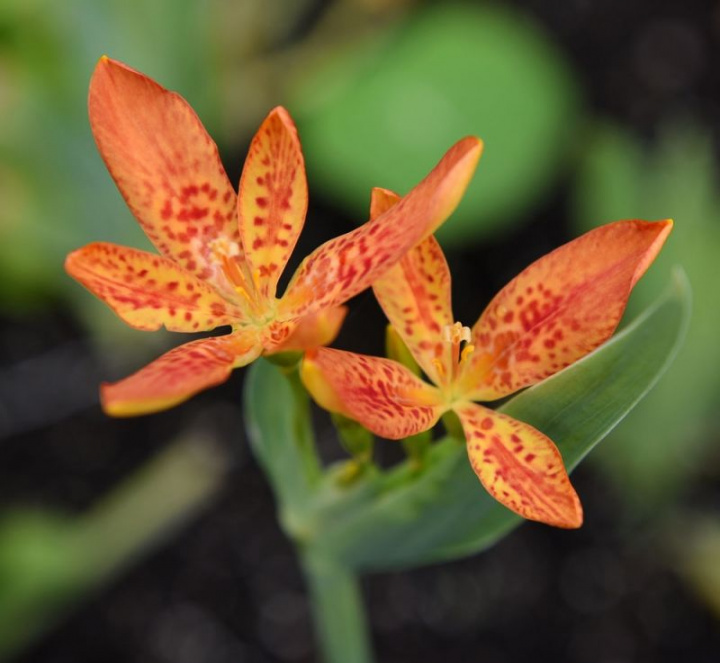 Leopardblomma Freckle Face, Pomarańczowy z czerwonymi plamkami. Kilka dekoracyjnych płatków