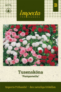 Stokrotka Pomponette, pełne, okrągłe kwiaty. Mieszanka kolorów w czerwieni, różu i bieli