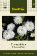 Przymiotno 'Habanera White', wspaniałe, czysto białe, duże, pełne kwiaty na niskich, tworzących kępy roślinach.