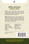 Przymiotno 'Habanera White', wspaniałe, czysto białe, duże, pełne kwiaty na niskich, tworzących kępy roślinach.