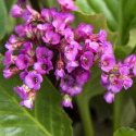 Trädgårdsbergenia ''''Winterglow''''