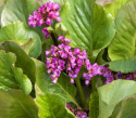 Trädgårdsbergenia ''''Winterglow''''