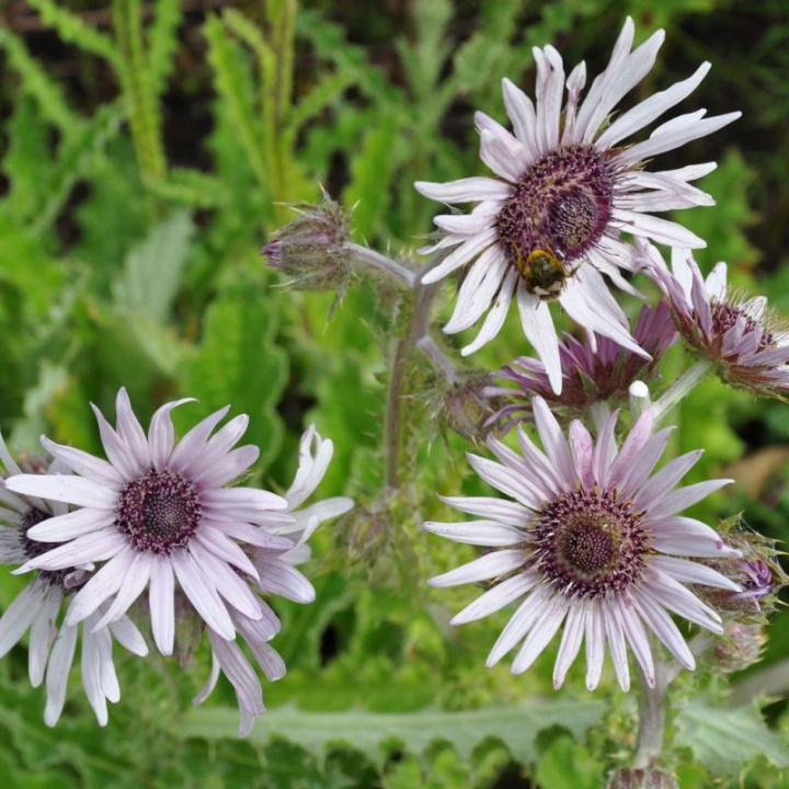Tistelaster Silver Spikes Jasnofioletowe, kwiaty o średnicy około 8 cm.