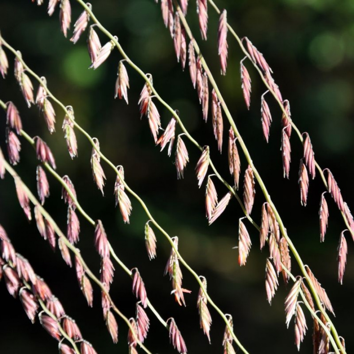 Duże trawy moskitowe, bardzo dekoracyjne trawy ozdobne z czerwonymi kolbami w długich rzędach