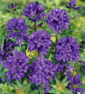 Dzwonek 'Superba', duże, ciemnoniebiesko-fioletowe dzwonki w złożonych kwiatostanach